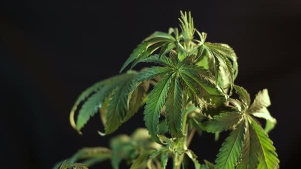 Cannabis vegetative growth run over a leaf. dark background. 4k — Stock Video