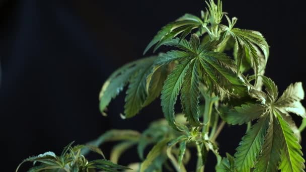 Foglia di cannabis padella sfocatura crescita vegetativa. sfondo scuro. 4k — Video Stock