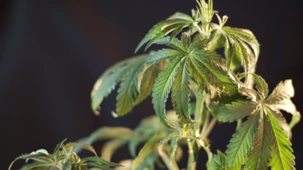 Folha de cannabis panela de crescimento vegetativo borrão. fundo escuro. 4k — Vídeo de Stock