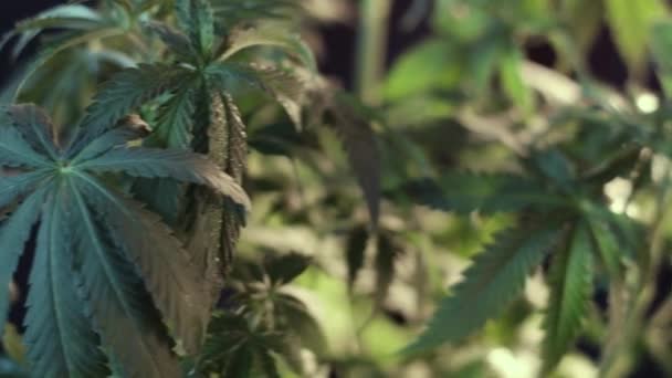 Folha de cannabis panela de crescimento vegetativo borrão. fundo escuro. 4k — Vídeo de Stock