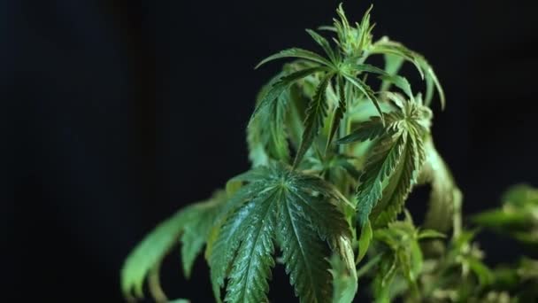 Cannabis-Blatt vegetatives Wachstum zittert im Wind. dunkler Hintergrund. — Stockvideo