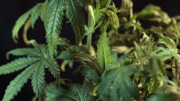 Cannabis-Blatt vegetatives Wachstum zittert im Wind. Nahaufnahme. dunkler Hintergrund. — Stockvideo