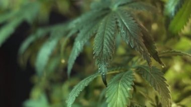 Kenevir yaprağı rüzgarda titreyen bitkisel büyüme. Yakın plan. koyu arkaplan.
