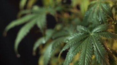 Kenevir yaprağı rüzgarda titreyen bitkisel büyüme. Yakın plan. koyu arkaplan.