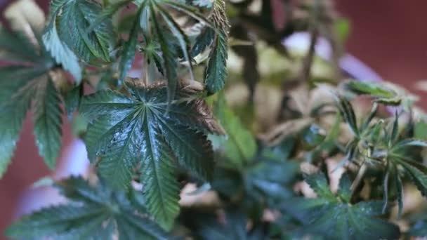 Crecimiento vegetativo de la hoja de cannabis temblando en el viento. Primer plano. fondo oscuro . — Vídeos de Stock