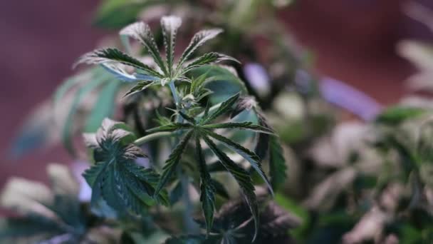 Cannabislöv vegetativ tillväxt darrar i vinden. närbild. mörk bakgrund. — Stockvideo
