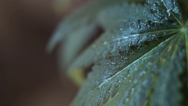 Cannabislöv vegetativ tillväxt darrar i vinden.. makro. mörk bakgrund. — Stockvideo