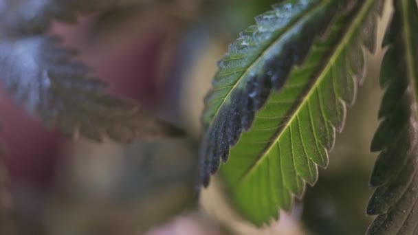 Hoja de cannabis crecimiento vegetativo temblor en el viento.. macro. fondo oscuro . — Vídeo de stock