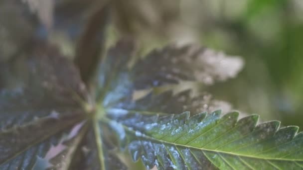 Feuilles de cannabis croissance végétative tremblante dans le vent.. macro. fond sombre . — Video