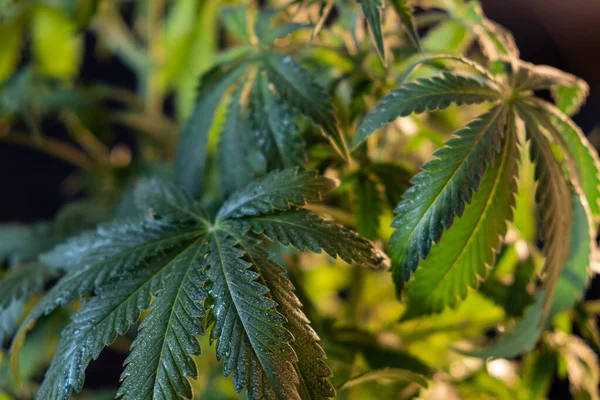Nasse große breite grüne schöne Cannabisblätter vegetatives Wachstum. dunkler Hintergrund. — Stockfoto