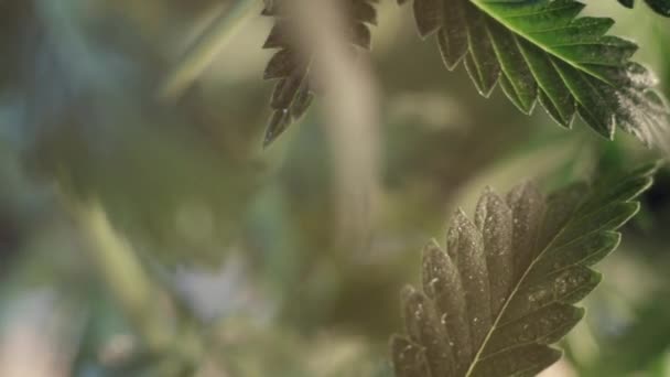 Konopných listů vegetativní růst třesoucí se ve větru.. makro. tmavé pozadí. — Stock video
