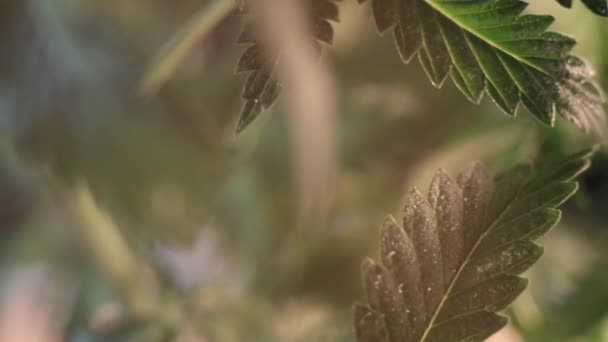 Конопля листья вегетативный рост дрожа на ветру.. макрос. темный фон . — стоковое видео