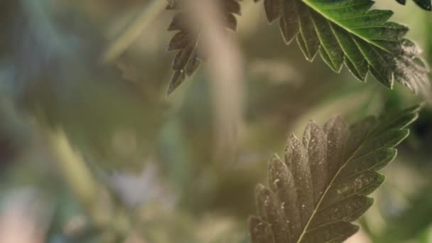 Cannabis-Blatt vegetatives Wachstum zitternd im Wind.. Makro. dunkler Hintergrund. — Stockvideo