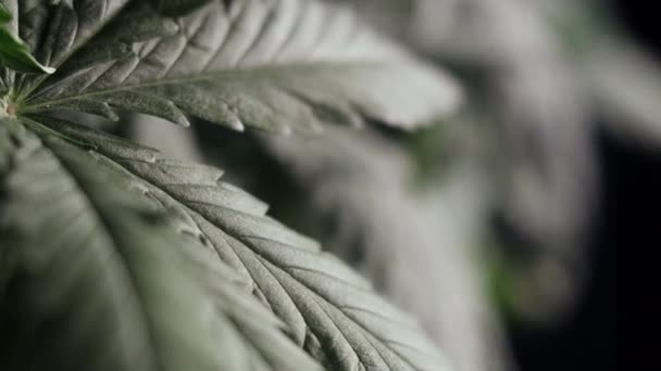 Hoja de cannabis crecimiento vegetativo temblor en el viento.. macro. fondo oscuro . — Vídeo de stock