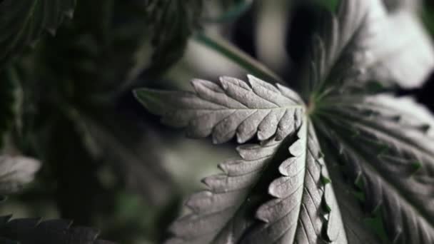 Cannabis leaf vegetative growth trembling in the wind.. macro. dark background. — Stock Video