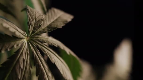 Cannabis-Blatt vegetatives Wachstum zitternd im Wind.. Makro. dunkler Hintergrund. — Stockvideo