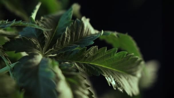 大麻の葉野菜の成長は風の中で震えマクロ。暗い背景. — ストック動画