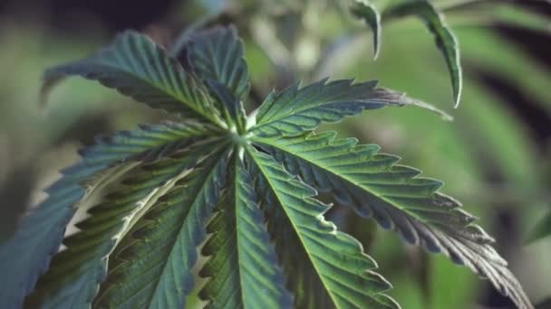 Cannabislöv vegetativ tillväxt darrar i vinden.. makro. mörk bakgrund. — Stockvideo