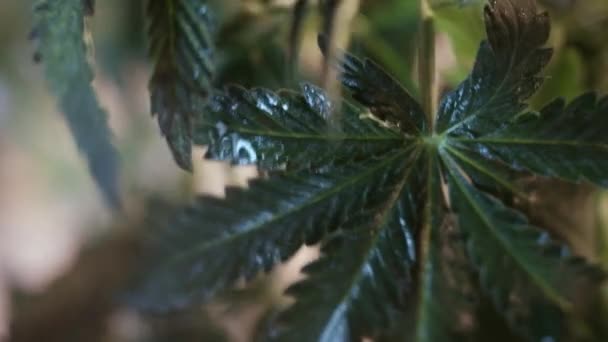 Cannabisbladets Vegetativa Tillväxt Darrar Vindströmmen Mörk Bakgrund — Stockvideo