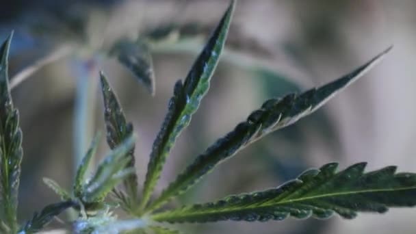 Cannabisbladets Vegetativa Tillväxt Darrar Vindströmmen Mörk Bakgrund — Stockvideo