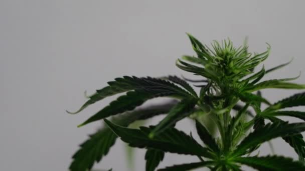 女性のマリファナの芽吹きは ボールルームの背景に風の中で発生します 医療大麻の生産 — ストック動画