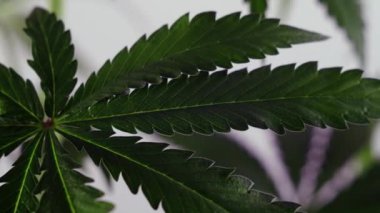 Çiçek açan kadın marihuana filizi rüzgarda gelişir ve balo salonu arka planında gelişir. makro