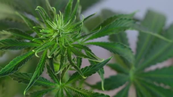 Fioritura Germoglio Marijuana Femminile Sviluppa Nel Vento Sullo Sfondo Una — Video Stock