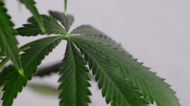 Çiçek açan kadın marihuana filizi rüzgarda gelişir ve balo salonu arka planında gelişir. Tıbbi esrar üretimi