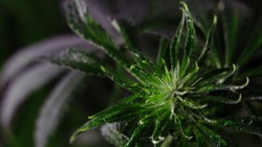Çiçek açan kadın marihuana filizi rüzgarda gelişir ve balo salonu arka planında gelişir. makro