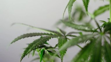 Çiçek açan kadın marihuana filizi rüzgarda gelişir ve balo salonu arka planında gelişir. Tıbbi esrar üretimi