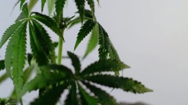 Çiçek açan kadın marihuana filizi rüzgarda gelişir ve balo salonu arka planında gelişir. makro