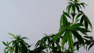 Çiçek açan kadın marihuana filizi rüzgarda gelişir ve balo salonu arka planında gelişir. Tıbbi esrar üretimi