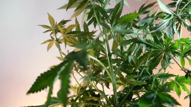 Fioritura Germoglio Marijuana Femminile Sviluppa Nel Vento Sullo Sfondo Una — Video Stock