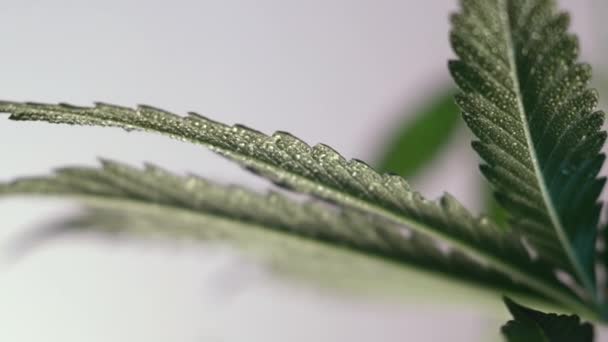 Blooming Female Marijuana Sprout Develops Wind Ballroom Background Close Production — Stock Video