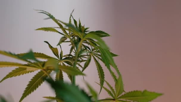 Bloeiende Vrouwelijke Marihuana Ontspruit Zich Wind Tegen Een Balzaal Achtergrond — Stockvideo