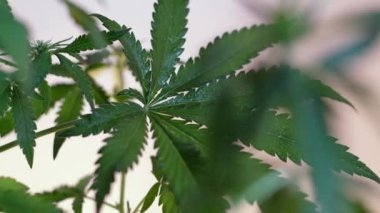 Çiçek açan kadın marihuana filizi rüzgarda gelişir ve balo salonu arka planında gelişir. 4 bin. Kapat. Tıbbi esrar üretimi