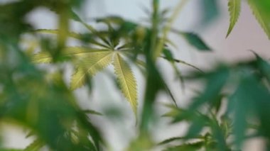 Çiçek açan kadın marihuana filizi rüzgarda gelişir ve balo salonu arka planında gelişir. 4 bin. Kapat. Tıbbi esrar üretimi