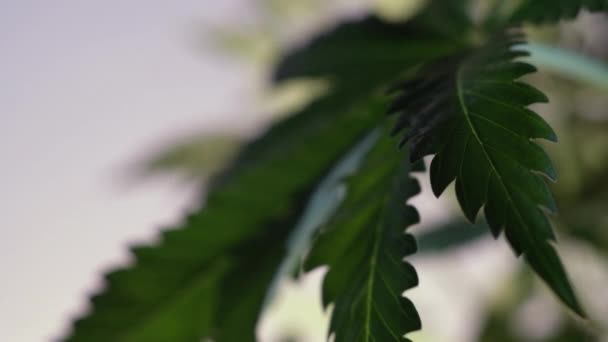 Germe Marijuana Femelle Fleurs Développe Dans Vent Sur Fond Salle — Video