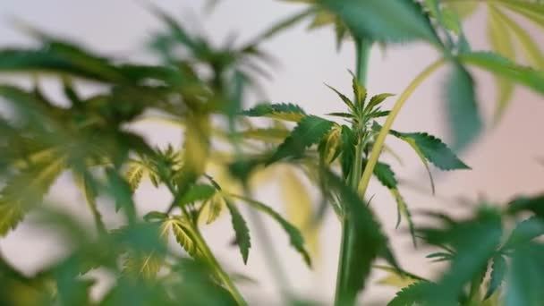 Blooming Female Marijuana Sprout Develops Wind Ballroom Background Close Production — Stock Video