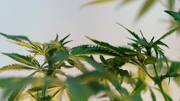 Blühende Weibliche Marihuanaskeime Entwickeln Sich Wind Vor Einem Ballsaal Hintergrund — Stockvideo