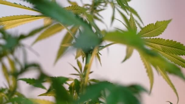 Blooming Female Marijuana Sprout Develops Wind Ballroom Background Close Production — Stock Video