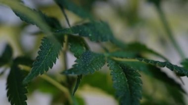 Çiçek açan kadın marihuana filizi rüzgarda gelişir ve balo salonu arka planında gelişir. 4 bin. Kapat. Tıbbi esrar üretimi