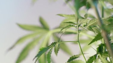 Çiçek açan kadın marihuana filizi rüzgarda gelişir ve balo salonu arka planında gelişir. 4 bin. Kapat. Tıbbi esrar üretimi