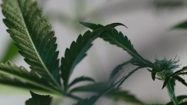 Fioritura Germoglio Marijuana Femminile Sviluppa Nel Vento Sullo Sfondo Una — Video Stock