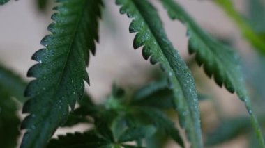 Çiçek açan kadın marihuana filizi rüzgarda gelişir ve balo salonu arka planında gelişir. 4 bin. Kapat. Tıbbi esrar üretimi