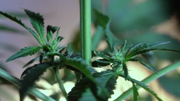 Blooming Female Marijuana Sprout Develops Wind Ballroom Background Close Production — Stock Video