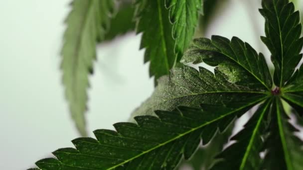 开花的女性大麻芽在风中在浅色背景下生长 靠近点 医疗大麻生产 — 图库视频影像