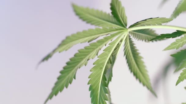 Blommande Kvinnliga Marijuana Groddar Utvecklas Vinden Mot Ljus Färgad Bakgrund — Stockvideo