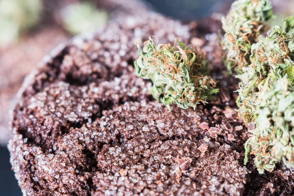 Biscuits aux pépites de chocolat avec de la marijuana, saupoudrés de pépites de chocolat et de cannabis, sont sur un plat d'ardoise . — Photo