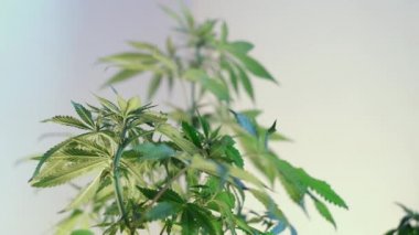 Çiçek açan dişi marihuana filizi açık renkli arka planda rüzgarda gelişir. 4 bin. Kapat. Makro. Tıbbi esrar üretimi